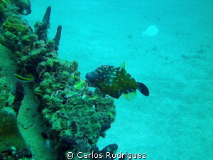 Taken at Crash Boat Beach, Aguadilla, West Puerto Rico on... by Carlos Rodriguez 